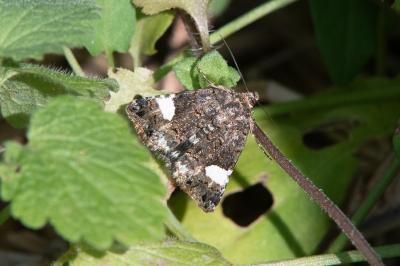 <i>Tyta luctuosa</i>