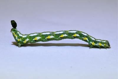 <i>Chiasmia aestimaria</i>