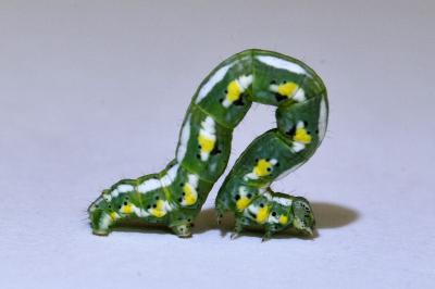<i>Chiasmia aestimaria</i>