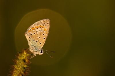 <i>Polyommatus icarus</i>
