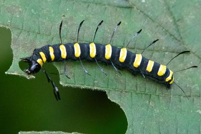 <i>Acronicta alni</i>