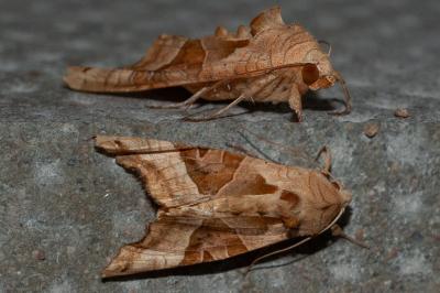 <i>Phlogophora meticulosa</i>