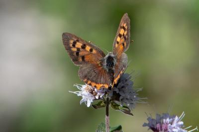 <i>Lycaena phlaeas</i>