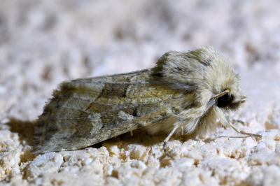 <i>Luperina dumerilii</i>