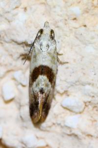 <i>Falseuncaria ruficiliana</i>