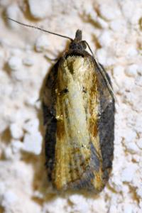 <i>Acleris hastiana</i>