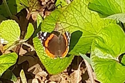 <i>Vanessa atalanta</i>
