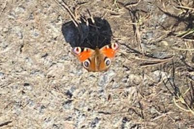 <i>Aglais io</i>