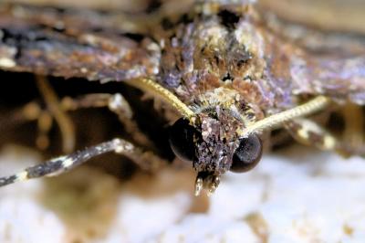 <i>Earophila badiata</i>