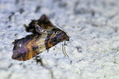 <i>Earophila badiata</i>