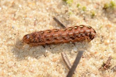 <i>Lycophotia porphyrea</i>