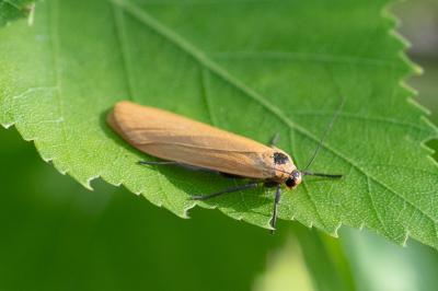 <i>Wittia sororcula</i>
