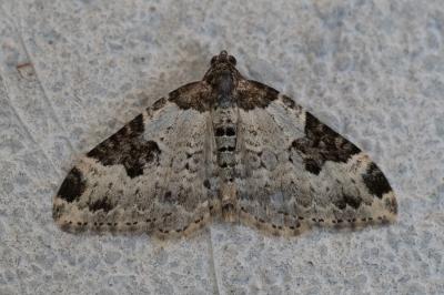 <i>Xanthorhoe fluctuata</i>