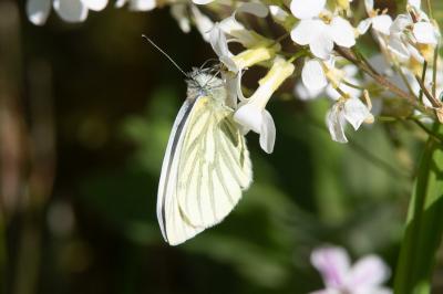 <i>Pieris napi</i>