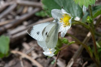 <i>Pieris rapae</i>