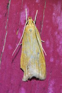 <i>Helcystogramma rufescens</i>