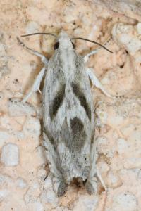 <i>Eucosma metzneriana</i>