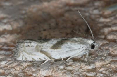 <i>Eucosma metzneriana</i>