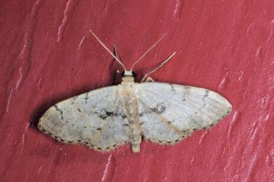 <i>Idaea laevigata</i>