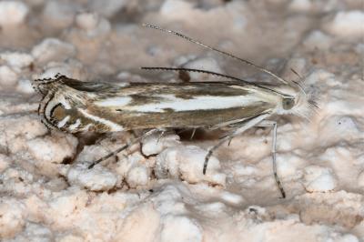 <i>Isophrictis lineatella</i>