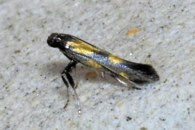 <i>Euspilapteryx auroguttella</i>