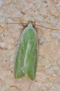 <i>Earias clorana</i>