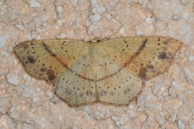 <i>Cyclophora punctaria</i>