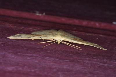<i>Cyclophora punctaria</i>
