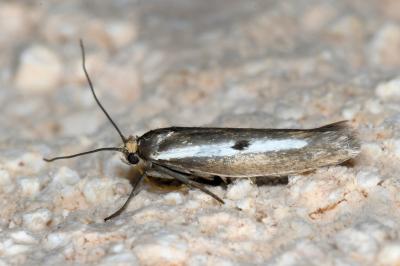 <i>Parahyponomeuta egregiella</i>