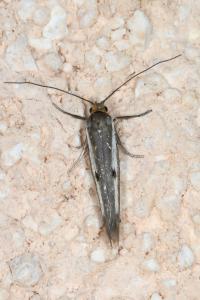 <i>Parahyponomeuta egregiella</i>