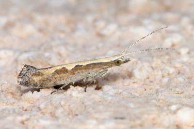 <i>Plutella xylostella</i>