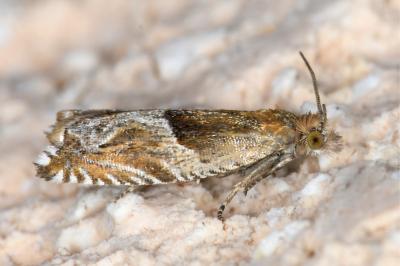 <i>Ancylis comptana</i>