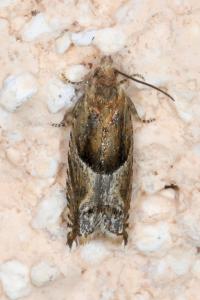<i>Ancylis comptana</i>