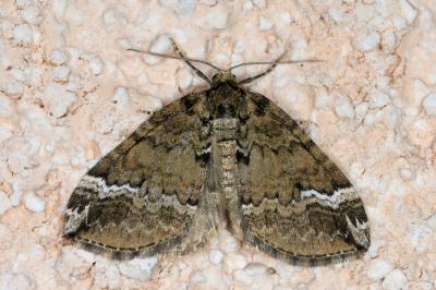 <i>Perizoma lugdunaria</i>