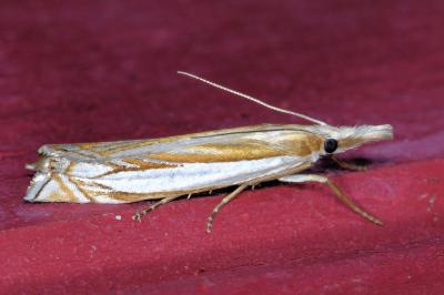 <i>Crambus pascuella</i>