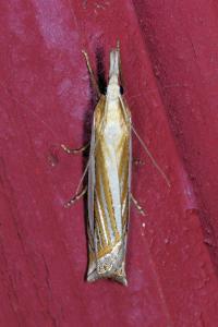 <i>Crambus pascuella</i>