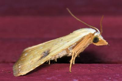 <i>Rivula sericealis</i>