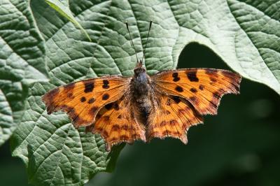 <i>Polygonia c-album</i>