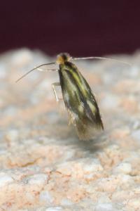 <i>Bucculatrix nigricomella</i>