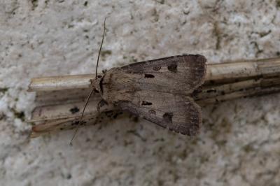 <i>Agrotis exclamationis</i>
