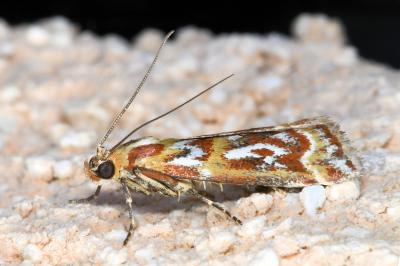 <i>Acrobasis porphyrella</i>