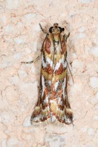<i>Acrobasis porphyrella</i>