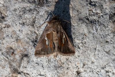 <i>Macdunnoughia confusa</i>