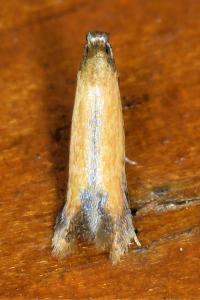 <i>Coptotriche marginea</i>