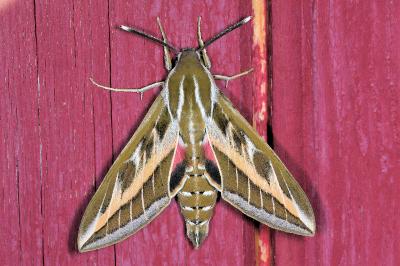 <i>Hyles livornica</i>