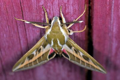 <i>Hyles livornica</i>