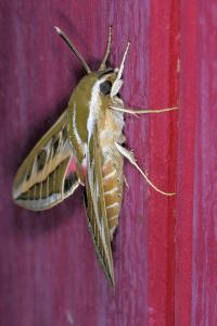 <i>Hyles livornica</i>