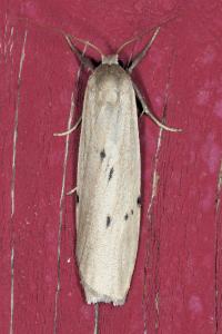 <i>Pelosia muscerda</i>