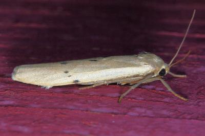 <i>Pelosia muscerda</i>