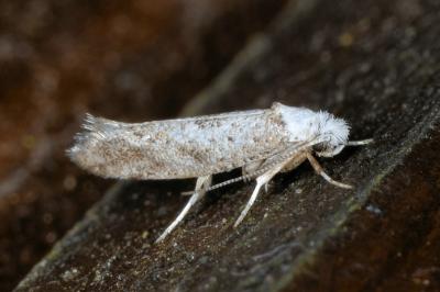 <i>Paraswammerdamia albicapitella</i>